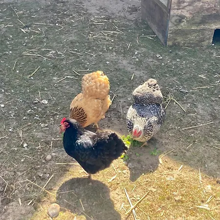 Wildgans By Fewo-plan Wing140 Naehe Naturpark Wingst