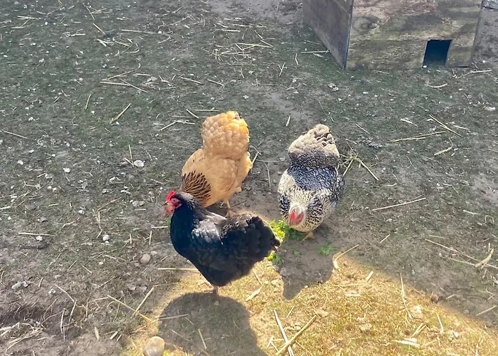 Wildgans By Fewo-plan Wing140 Naehe Naturpark Wingst